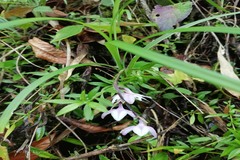 Ophiopogon intermedius